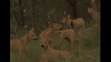 Group Of Dingoes Howling In The Australian Bush