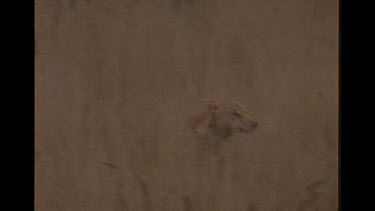 Lone Dingo Chasing Prey Through Tall Grass