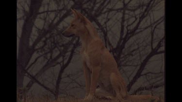 Solo Dingo Walking Out Of Shot