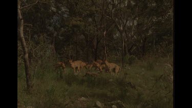 Group Of Dingo Feeding On A Carcass, One Ripping Out Intestines