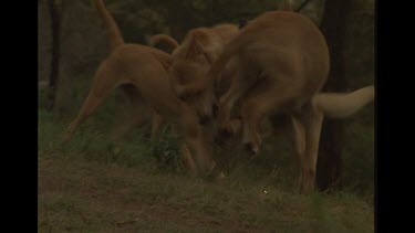 Group Of Dingoes All Fighting Each Other