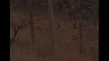 Group Of Dingoes Looking At Something In The Bush