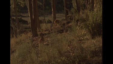 Two Dingoes Looking At Something In The Bush