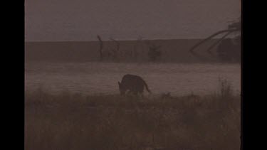 Lone Dingo Running Near Water