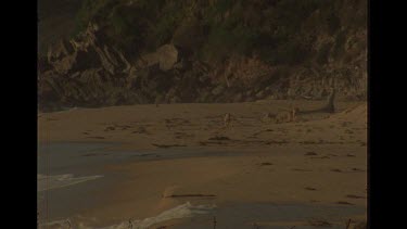 Zoom Out Shot Of Dingoes Playing On The Beach