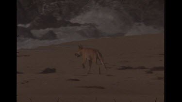 Dingoes Playing On the Beach