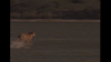 Solo Dingo Running Through Water