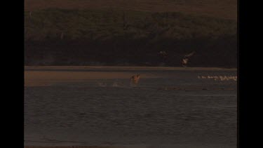 Solo Dingo Running Through Water Chasing Birds