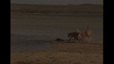 Two Dingo Attacking A Goanna