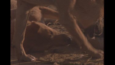 Dingo Eating Already Dead Sea Bird On Beach