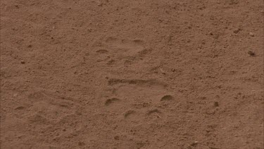scientist Andrew Parker points out leopard tracks in the sand with his finger