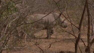 white Rhino and calf behind bushes looking and walking away passing in front of vehicle with tracker sitting on front , calf follows