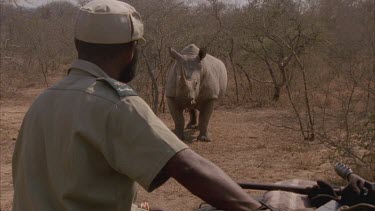 white Rhino a comes towards vehicle with tracker sitting on front , calf follows vehicle reverses away