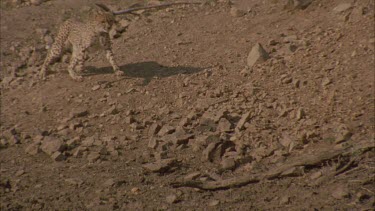 cheetah runs towards camera and out of frame @ 100frames per second towards water