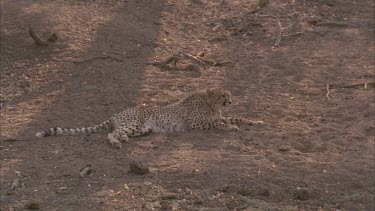 cheetah sitting in dust looking