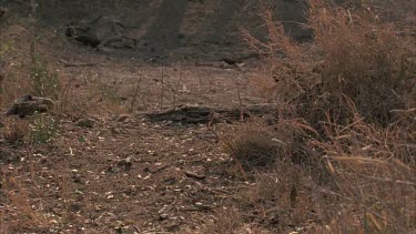 cheetah's walking to camera and tilt down to feet