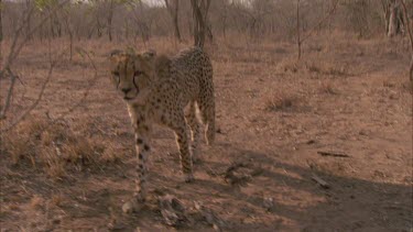 cheetah walks towards camera along a dirt road tilt down to feet and claws good shot and up to face a walks out of shot