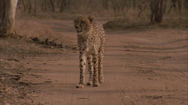 cheetah walks towards camera along a dirt road tilt down to feet and claws good shot and up to face and she pauses and walks out of shot