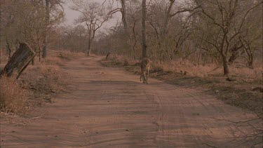 cheetah walks towards camera along a dirt road she pauses and walks out of shot past camera