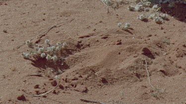 tracks spoor of gemsbok hand of tracker comes into shot illustrating direction of travel