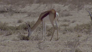 a couple of springbok grazing tails twitching