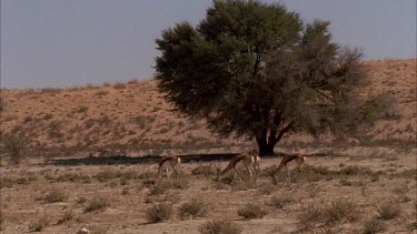 small herd of springbok grazing tails twitching