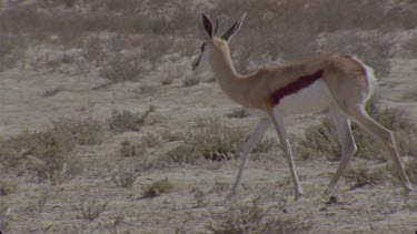 single springbok walks through frame to illustrate gait , then joins another and walk out of frame