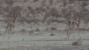 small springbok herd running away illustrate gait