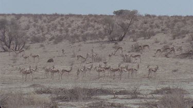 herd of springboks browsing or resting