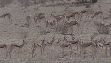 herd of springboks browsing or resting