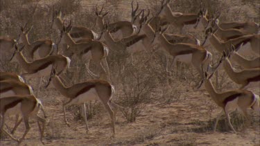 herd of springboks running through frame very nice shot of animals in motion