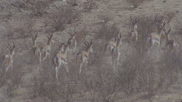 herd of springboks running through frame very nice shot of animals in motion