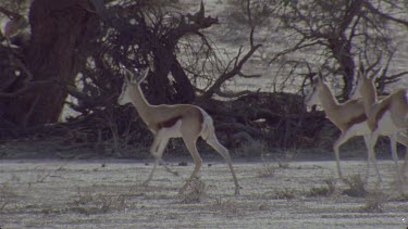 small herd springbok walk through frame