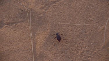 beetle weevil type walks across red sands