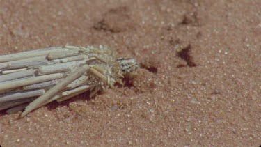 bagworm moth larvae then reveal the caterpillar in its bag dragging along ground