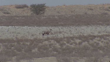 Single Gemsbok in open plain