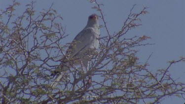 Bateleur eagle on thorny acacia branch