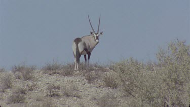 Single Gemsbok up hill and looks over shoulder