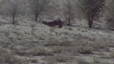 Ostrich running at full speed across frame , beautiful motion, another joins single one and they run together , unsteady towards end of shot