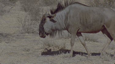 Single wildebeest walks across frame and looks to camera then out of shot