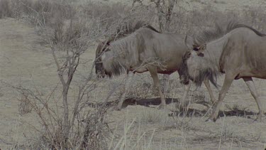 2 wildebeest walk across frame and others follow including some calves