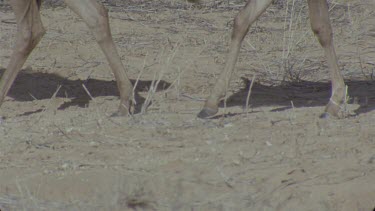 wildebeest walk across frame and others follow tilt to show hooves on the sandy soil