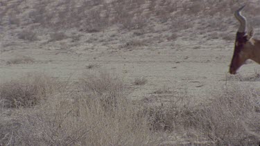 red hartebeest walks across frame sandy soil