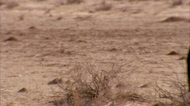 wildebeest walk across frame , looks to camera , tilt to show hooves on the sandy soil