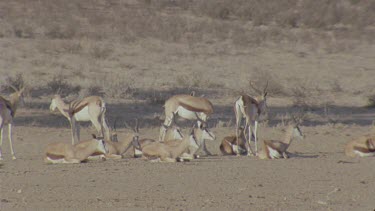 herd of springbok resting in heat of the day