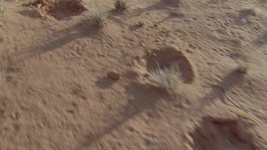 tracks spoor of gemsbok