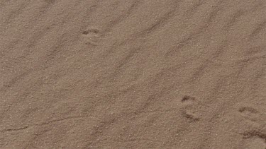 little mongoose ? tracks in the red sand