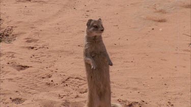 little mongoose stands up on hind legs looks and other comes along