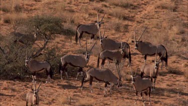 herd of Gemsbok against the red sand startled then make their way running up a sand hill