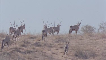 herd of Gemsbok against the red sand make their way up a sand hill , looking back over their shoulders then disappear over crest